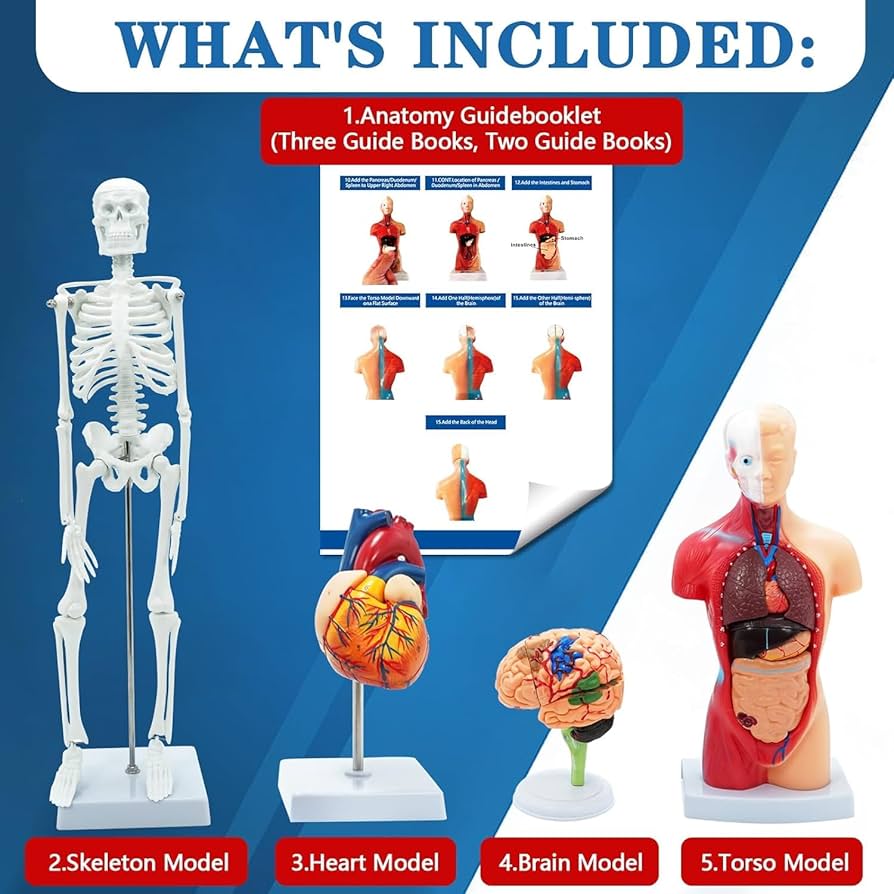 Amazon.com: Human Anatomy Body Model Kit, Sets of 4 Human